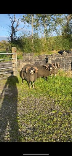 3 Lanark Shearlings For Sale!!