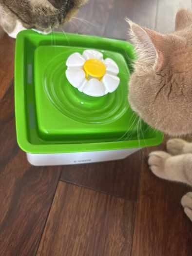 Cat Water Fauntain