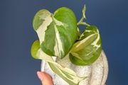 plant n'joy pothos
