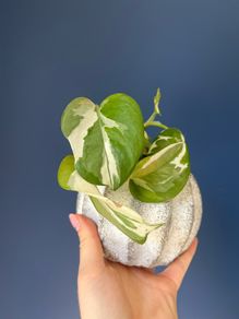plant n'joy pothos
