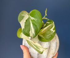 plant n'joy pothos