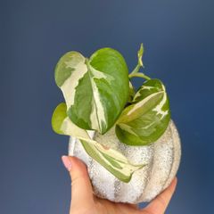 plant n'joy pothos