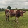 Organic weanlings Image 7