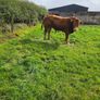 Pedigree Limousin Bulls Image 6