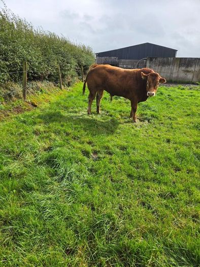Pedigree Limousin Bulls