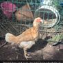 chickens Image 8