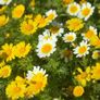 (D) Crown Daisy Mixed Seeds 1g (185509) Image 4