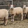 Ewe Lambs Image 2