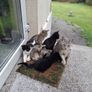 Playful Kittens Looking for Loving Homes Image 8