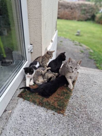 Playful Kittens Looking for Loving Homes