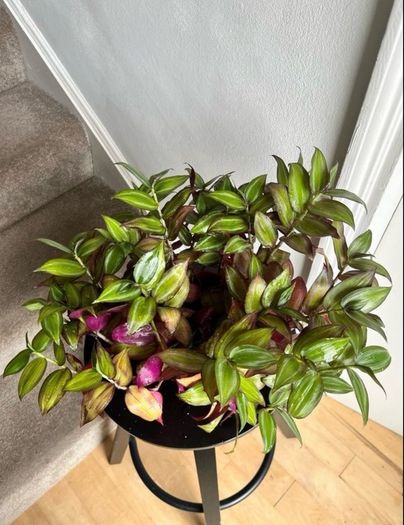 tradescantia zebrina
