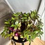 tradescantia zebrina Image 2