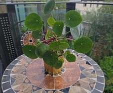 Chinese Money Indoor / House Plant / Pilea