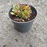 plant Image 2