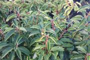Portuguese Laurel
