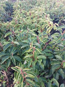 Portuguese Laurel
