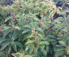 Portuguese Laurel