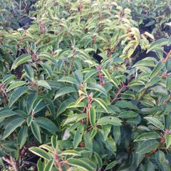 Portuguese Laurel