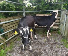 Heifers