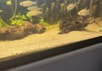 6 congo tetras