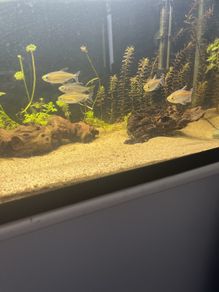 6 congo tetras