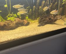 6 congo tetras