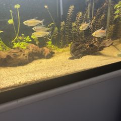 6 congo tetras