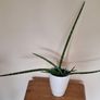 Healthy Sansevieria Cylindrica (African Spear) in Ceramic Pot Image 2
