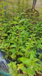 plants