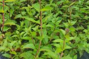 plants