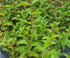 plants