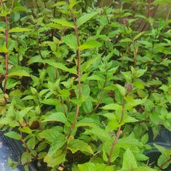 plants