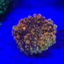 Ricordea Marine Coral Image 2