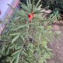 Fir tree Image 9