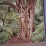 Thomas Pakenham / In Search of Remarkable Trees / 1st edition/ 2007 Image 8