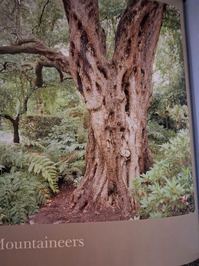Thomas Pakenham / In Search of Remarkable Trees / 1st edition/ 2007
