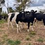 Pedigree In-calf British Friesian Heifers Image 9