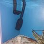 Large fish tank for sale Image 5