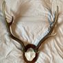 deer mount Image 3