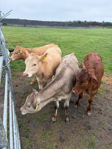 3 charolaise &1 lim heifer 6 months old