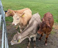 3 charolaise &1 lim heifer 6 months old