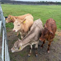 3 charolaise &1 lim heifer 6 months old