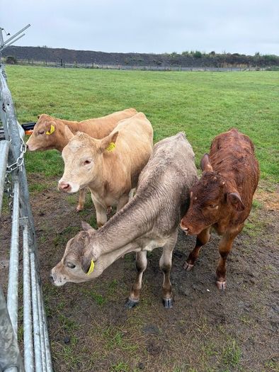 3 charolaise &1 lim heifer 6 months old