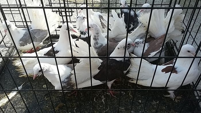 poultry, pullets, Hens,
