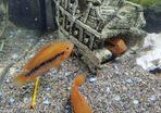 rainbow cichlids