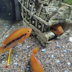 rainbow cichlids
