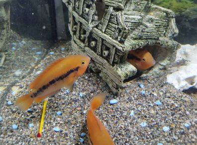 rainbow cichlids