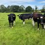 10 February calving Xbred heifers Image 5