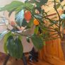 house plant Image 3