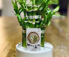 Lucky Bamboo in 10cm pot and 20cm in height